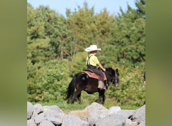 Más ponis/caballos pequeños, Caballo castrado, 4 años, 84 cm, Negro