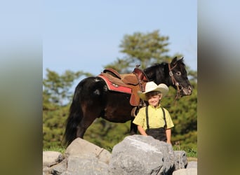 Más ponis/caballos pequeños, Caballo castrado, 4 años, 84 cm, Negro
