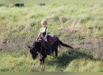 Más ponis/caballos pequeños, Caballo castrado, 4 años, 84 cm, Negro