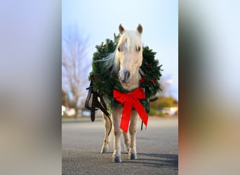 Más ponis/caballos pequeños, Caballo castrado, 4 años, 86 cm, Palomino