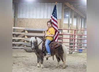 Más ponis/caballos pequeños, Caballo castrado, 4 años, 89 cm, Pío