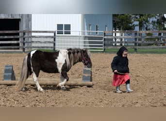 Más ponis/caballos pequeños, Caballo castrado, 4 años, 91 cm, Pío