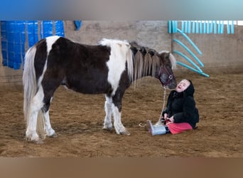 Más ponis/caballos pequeños, Caballo castrado, 4 años, 91 cm, Pío