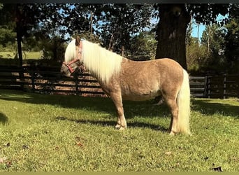 Más ponis/caballos pequeños, Caballo castrado, 4 años, 94 cm, Castaño rojizo