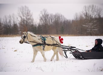 Más ponis/caballos pequeños, Caballo castrado, 4 años, 94 cm, Palomino