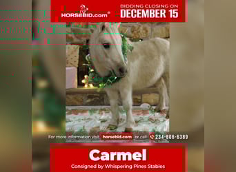 Más ponis/caballos pequeños, Caballo castrado, 4 años, 94 cm, Palomino