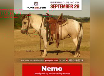 Más ponis/caballos pequeños, Caballo castrado, 4 años, 97 cm, Buckskin/Bayo