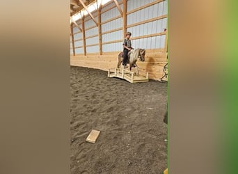 Más ponis/caballos pequeños, Caballo castrado, 4 años, 97 cm, Pío