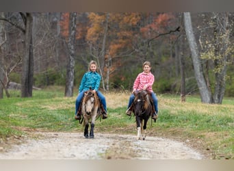 Más ponis/caballos pequeños, Caballo castrado, 4 años, 99 cm, Buckskin/Bayo