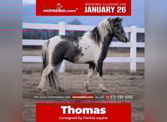 Más ponis/caballos pequeños, Caballo castrado, 4 años, 99 cm, Pío