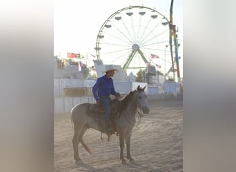 Más ponis/caballos pequeños, Caballo castrado, 4 años, Buckskin/Bayo