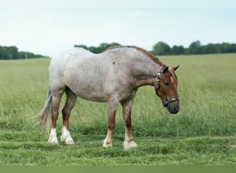 Más ponis/caballos pequeños, Caballo castrado, 4 años, Ruano alazán