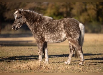 Más ponis/caballos pequeños, Caballo castrado, 5 años, 102 cm