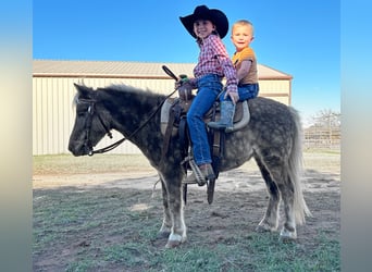 Más ponis/caballos pequeños, Caballo castrado, 5 años, 102 cm