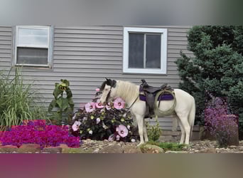 Más ponis/caballos pequeños, Caballo castrado, 5 años, 102 cm, Pío