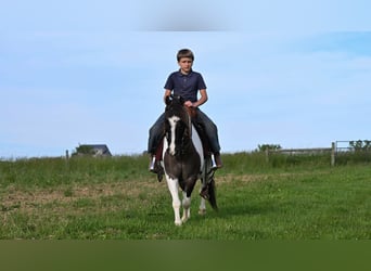 Más ponis/caballos pequeños, Caballo castrado, 5 años, 102 cm, Pío
