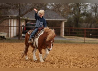 Más ponis/caballos pequeños, Caballo castrado, 5 años, 102 cm, Pío