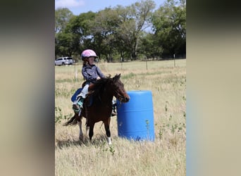 Más ponis/caballos pequeños, Caballo castrado, 5 años, 102 cm, Pío