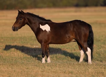 Más ponis/caballos pequeños, Caballo castrado, 5 años, 102 cm, Pío