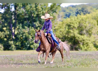 Más ponis/caballos pequeños, Caballo castrado, 5 años, 102 cm, Ruano alazán