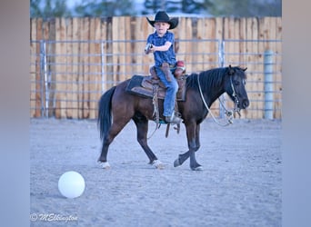 Más ponis/caballos pequeños, Caballo castrado, 5 años, 109 cm, Negro