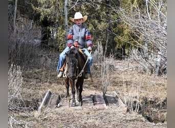 Más ponis/caballos pequeños, Caballo castrado, 5 años, 109 cm, Negro