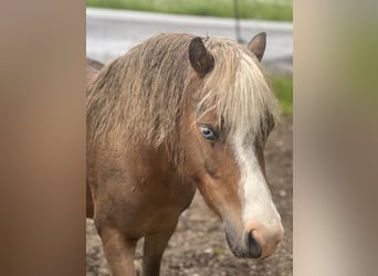 Más ponis/caballos pequeños Mestizo, Caballo castrado, 5 años, 110 cm, Alazán-tostado