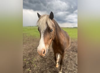 Más ponis/caballos pequeños Mestizo, Caballo castrado, 5 años, 110 cm, Alazán-tostado