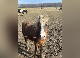 Más ponis/caballos pequeños Mestizo, Caballo castrado, 5 años, 110 cm, Alazán-tostado