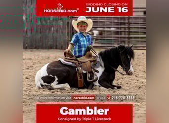 Más ponis/caballos pequeños, Caballo castrado, 5 años, 112 cm