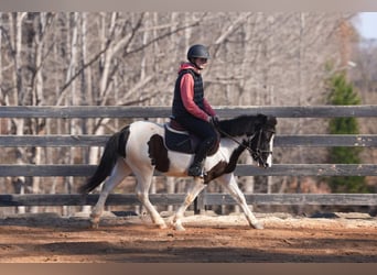 Más ponis/caballos pequeños, Caballo castrado, 5 años, 119 cm, Pío