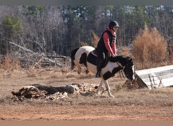 Más ponis/caballos pequeños, Caballo castrado, 5 años, 119 cm, Pío