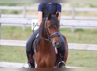 Más ponis/caballos pequeños, Caballo castrado, 5 años, 120 cm, Castaño