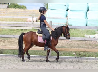 Más ponis/caballos pequeños, Caballo castrado, 5 años, 120 cm, Castaño