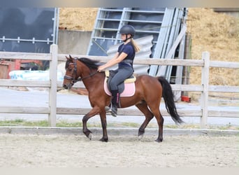 Más ponis/caballos pequeños, Caballo castrado, 5 años, 120 cm, Castaño