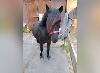 Más ponis/caballos pequeños, Caballo castrado, 5 años, 120 cm, Negro