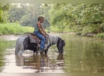 Más ponis/caballos pequeños, Caballo castrado, 5 años, 122 cm, Pío