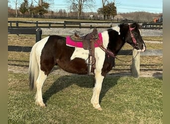 Más ponis/caballos pequeños, Caballo castrado, 5 años, 122 cm, Tobiano-todas las-capas