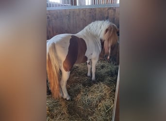 Más ponis/caballos pequeños, Caballo castrado, 5 años, 123 cm, Pío
