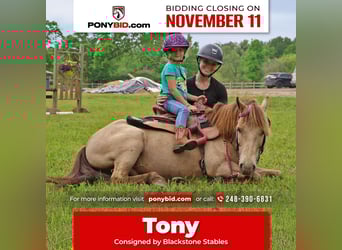 Más ponis/caballos pequeños, Caballo castrado, 5 años, 124 cm, Champán