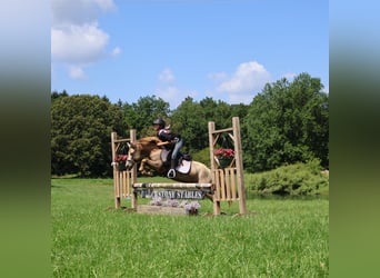 Más ponis/caballos pequeños, Caballo castrado, 5 años, 124 cm, Champán
