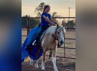 Más ponis/caballos pequeños, Caballo castrado, 5 años, 124 cm, Pío
