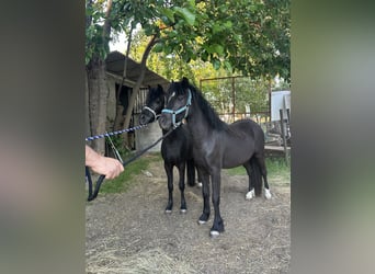 Más ponis/caballos pequeños, Caballo castrado, 5 años, 125 cm