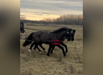 Más ponis/caballos pequeños, Caballo castrado, 5 años, 125 cm, Negro