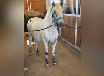 Más ponis/caballos pequeños, Caballo castrado, 5 años, 127 cm, Atigrado/Moteado