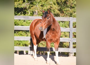 Más ponis/caballos pequeños, Caballo castrado, 5 años, 127 cm, Pío