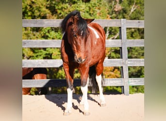 Más ponis/caballos pequeños, Caballo castrado, 5 años, 127 cm, Pío