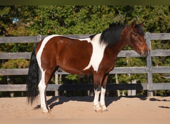 Más ponis/caballos pequeños, Caballo castrado, 5 años, 127 cm, Pío