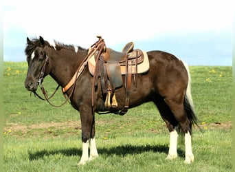 Más ponis/caballos pequeños, Caballo castrado, 5 años, 127 cm, Pío