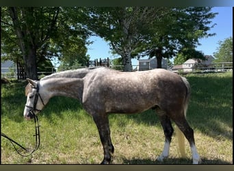 Más ponis/caballos pequeños, Caballo castrado, 5 años, 127 cm, Tordo
